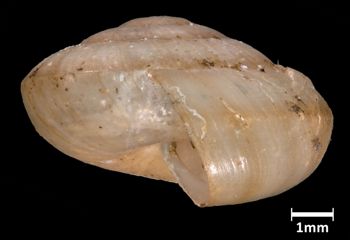 Media type: image;   Malacology 382076 Aspect: lateral